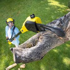 Best Tree Removal Services  in Grayslake, IL